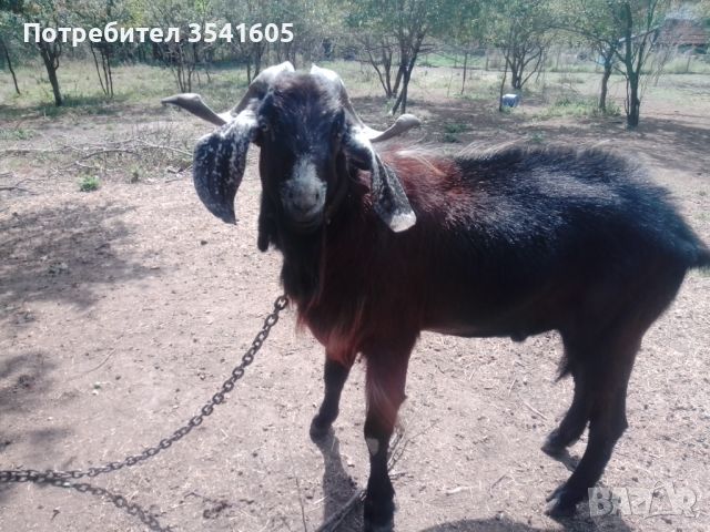 Продавам кози за изглеждане / за дамазлък, снимка 8 - Кози - 46471839