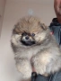 продавам померан , снимка 3