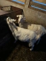 Продавам коза и яре, снимка 6