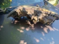 Фар,фарове за Renault Megane II , снимка 2