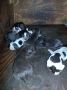 Продавам малки кученца Дратхаар , снимка 1 - Дратхаар - 45572060