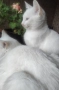 коте, бяло, сини очи, 5 мес., снимка 4