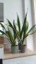 Сансевиера / Sansevieria trifasciata  , снимка 2