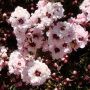   Чаено дърво (leptospermum 'appleblossom'), снимка 3