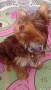 мини йоркширски териер , снимка 1
