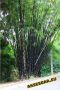 100 бр. бамбукови семена - Phyllostachys nigra - Издръжлив рядък вид вечнозелен черен бамбук, снимка 4