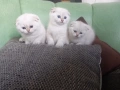 Продавам шотландски клепоухи котета, мъжки , снимка 1