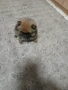 Mini Pomeran, снимка 3