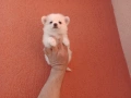 Мини Шпиц - Померан. Мъжки и женски кученца., снимка 10