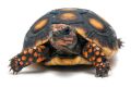 Червенокрака Костенурка Карбонария Голяма - Red-footed tortoise, Chelonoidis carbonarius, снимка 6