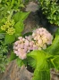 Хортензия за сянка , снимка 5