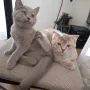 Шотландски котета, снимка 2