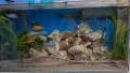Аквариум 273л. + шкаф, снимка 2
