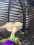 Британски / шотладски котенца , снимка 3