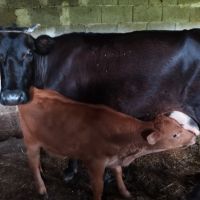 Продавам крави с телета , снимка 2 - Крави - 45743216