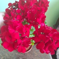 Голямо Калиопе, снимка 2 - Градински цветя и растения - 45836618