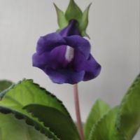 Синингия Тидея, siningia tidea, снимка 2 - Стайни растения - 45414219