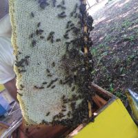 Пчелни отводки ДБ, снимка 5 - Други - 45405230