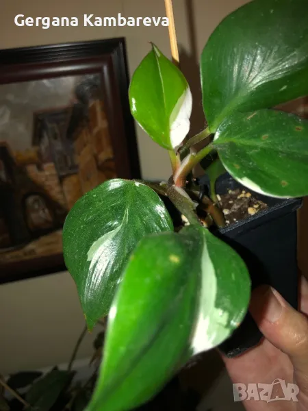 Philodendron White Knight , снимка 1