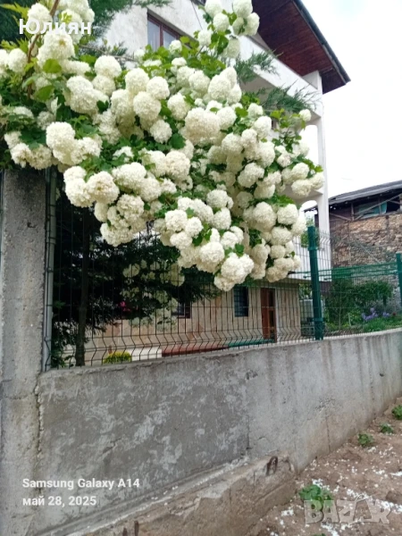 Снежна топка,Картоп,Калина , снимка 1