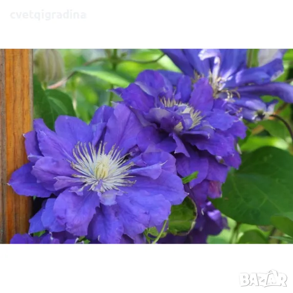 Клематис (Clematis Kiri te Kanawa), снимка 1