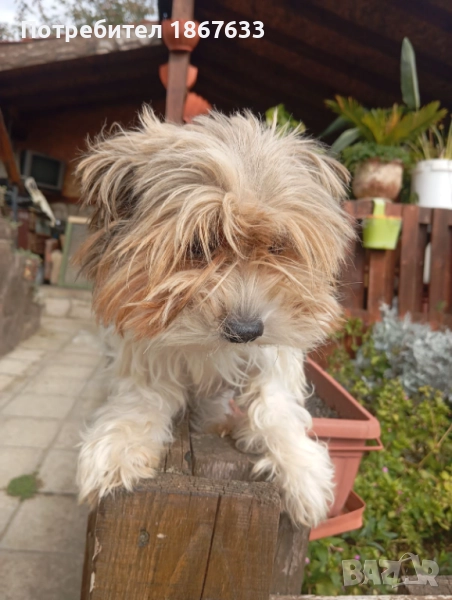 Йоркширски териер бивиер, снимка 1