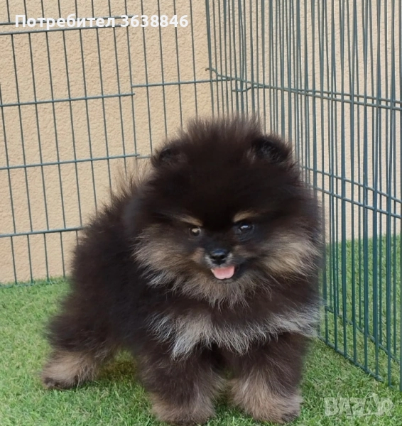 Померан, снимка 1