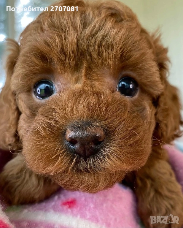 Той пудел/Тий къп, снимка 1