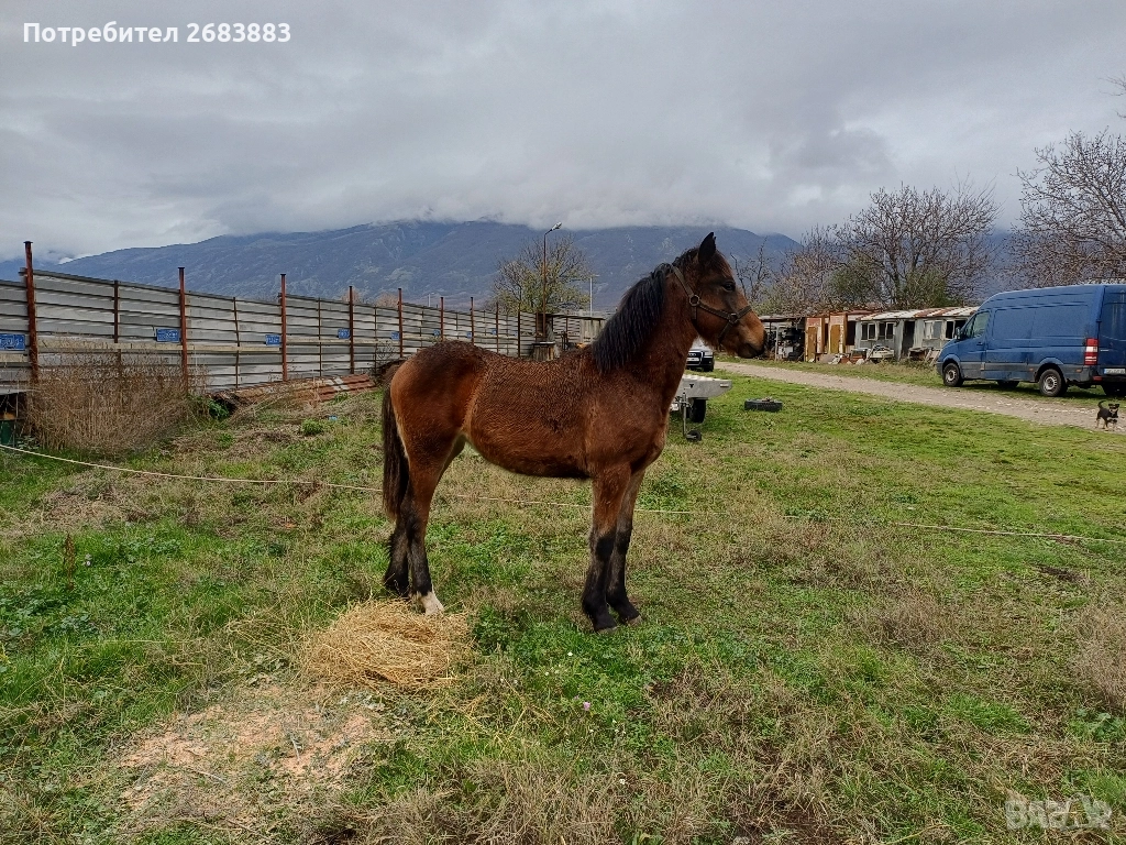 Женско конче, снимка 1