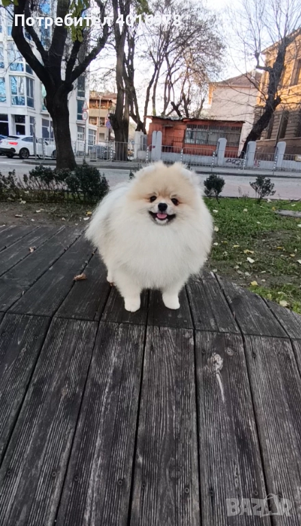 Померан момче с Родословие fci, снимка 1