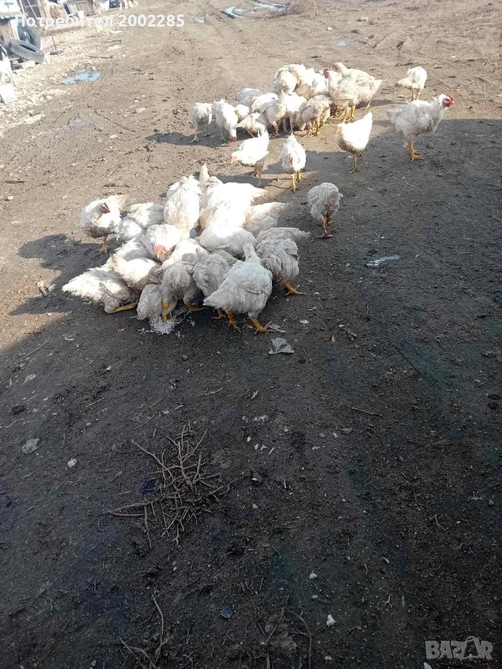 пилета росс 308 бройлери, снимка 1