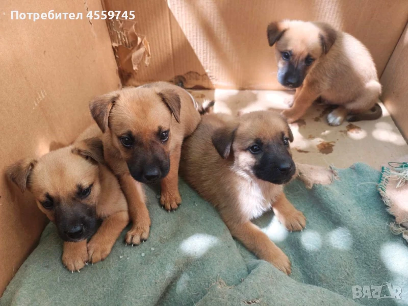 Подарявам 4 кученца – спасени от улицата, снимка 1