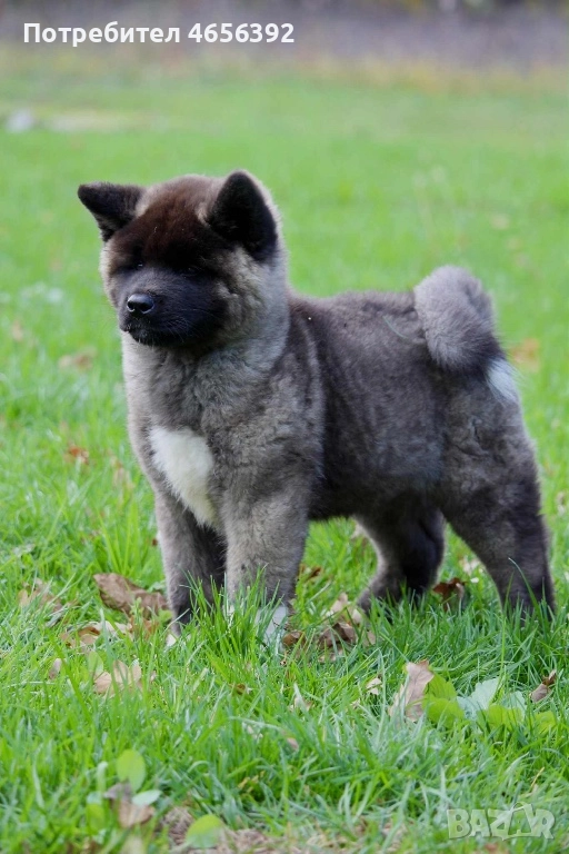 Американска акита, снимка 1