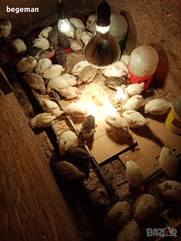 пъдпъдъци се продават, снимка 1