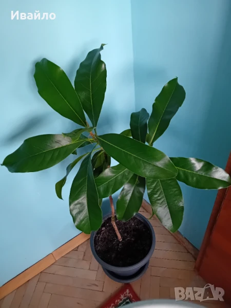 Магнолия Грандифлора, снимка 1