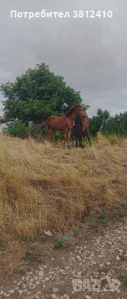 Продавам конче на 7 месеца женско., снимка 1