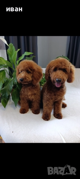 пудел момчета , снимка 1