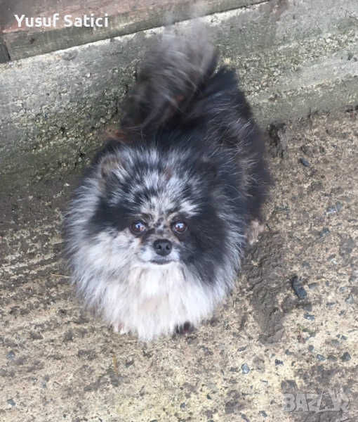 Померан, снимка 1