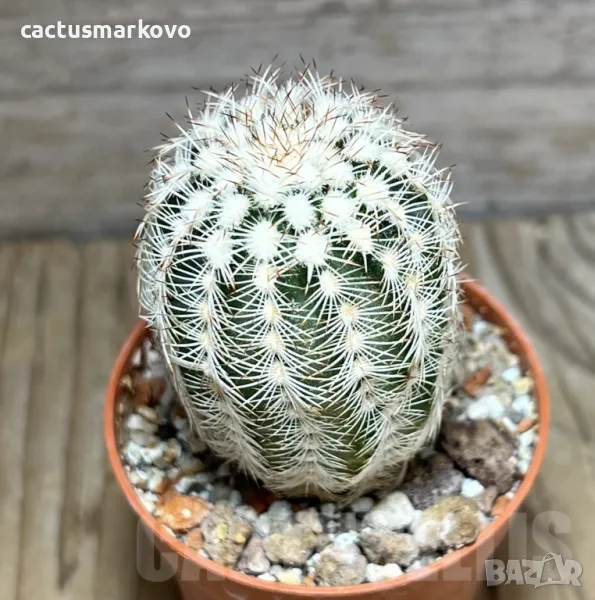 Echinocereus reichenbachii SH, снимка 1