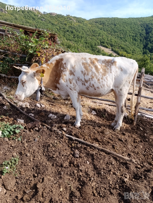 Крава за угояване, снимка 1