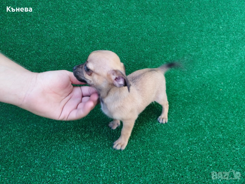 Пинчер, снимка 1