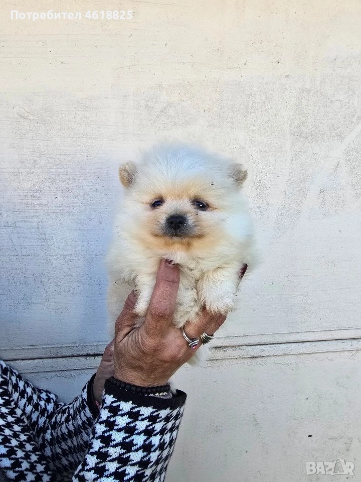 Померани, снимка 1