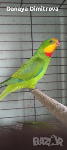 птици , снимка 2 - За птици - 53557176