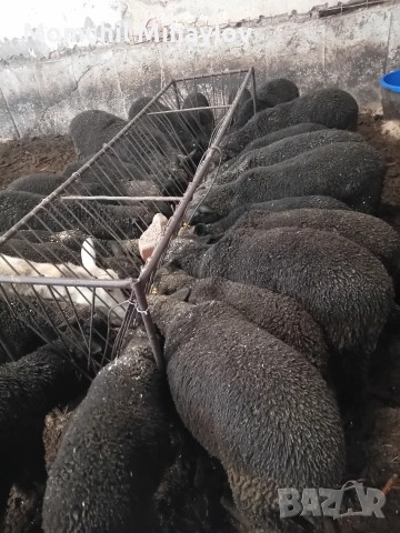 продавам агнета , снимка 2 - Овце - 53696089