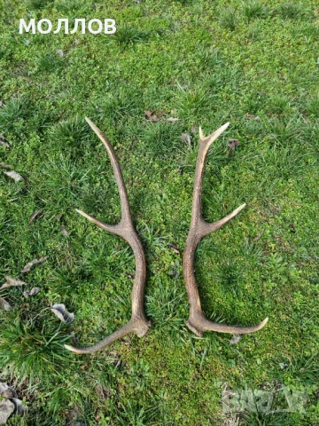 Рога на Благороден елен , снимка 3 - Декорация за дома - 53898894