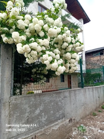 Снежна топка,Картоп,Калина , снимка 1