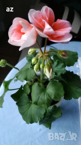 Мушкато Бългаско, снимка 14 - Стайни растения - 49927171