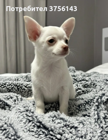 Мъжко Чихуахуа Крем, снимка 3 - Чихуахуа - 53250432