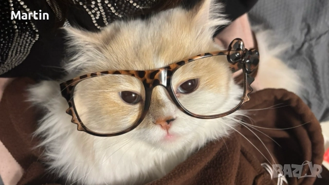 Уникален красив мъжки котарак Регдол (Ragdoll)  на 1 г. търси запознанство !