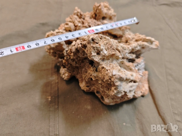 стар корал, снимка 12 - Други ценни предмети - 53748378